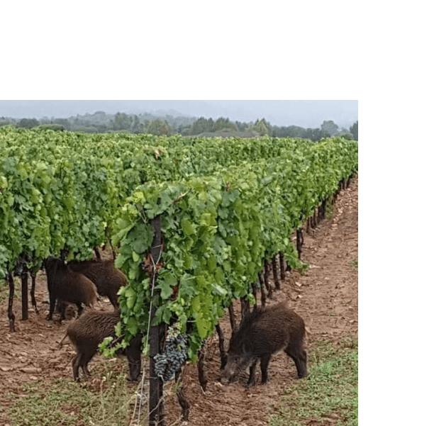Groupement d’Intérêt CynégétiqueFaune et Agriculture Castillonnaise